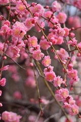 weeping Japanese apricot