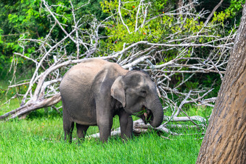 Asian elephant. Yala National Park. Sri Lanka.