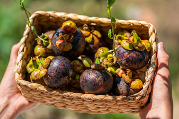 Fresh ripe mangosteens in basket. Asian fruit - purple mangosteen or garcinia mangostana. Closeup. Thai exotic fruits.