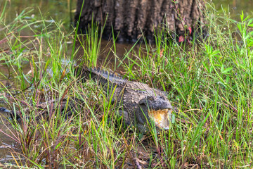 Crocodile hiding in grass. Yala National Park. Sri Lanka.