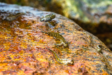 Macrophotography. Mudskipper on rock. Sri Lanka.