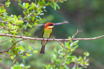 Chestnut Headed bee eater. Yala National Park. Sri Lanka.