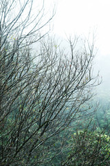 Silhouette of dried branches in mist on the mountain