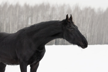 Portrait of a black friesian horse on white snow background in the winter