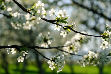 cherry blossom spring