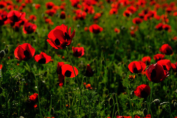 Fototapeta premium Beautiful field of red poppies
