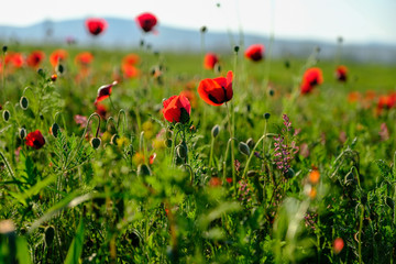 Field of poppies