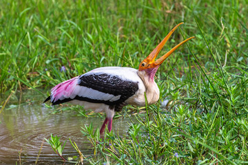 Painted stork. Yala Natioinal Park. Sri Lanka.