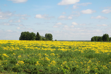 Obraz premium Field of rapeseed in Kostroma region, Russia