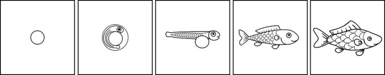 Coloring page with life cycle of fish. Sequence of stages of development of fish from egg (roe) to adult animal