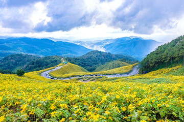 Fototapeta na wymiar Landscape of Mexican sunflower in Mae Hong Son province of Thailand