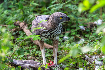 Crested serpent eagle. Yala National Park. Sri Lanka.
