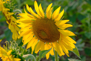 close up big sunflower and bee