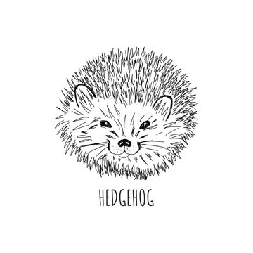 Hand drawn vector hedgehog.T-shirt print, fashion print design