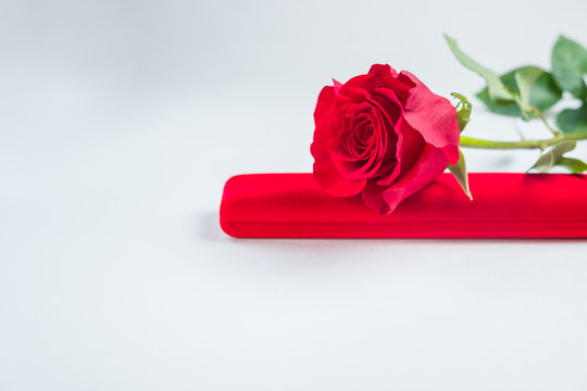 Red rose with gift box on a white background. concept: holiday, congratulations