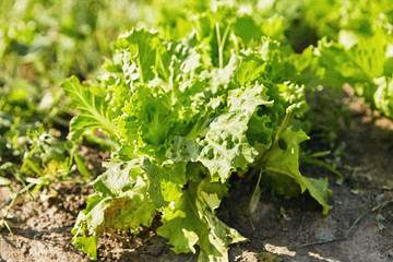 green lettuce plants. Agricultural field with Green lettuce leaves on garden beds in the vegetable field