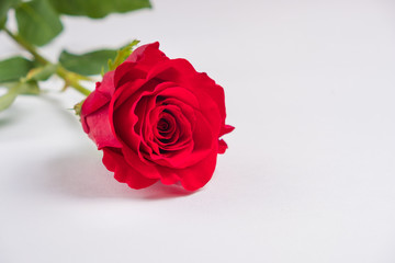 Red rose on a white background. concept: holiday, congratulations