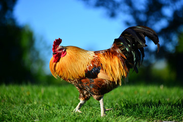 rooster on farm