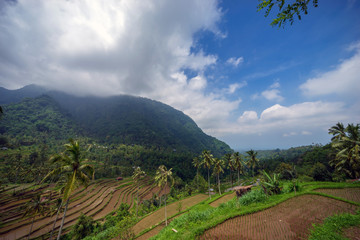 Fototapeta na wymiar Beautiful view of terraced rice paddy field landscape at Kabupaten Buleleng Bali, Indonesia.