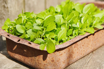 young small green plants on the ground close up seedling