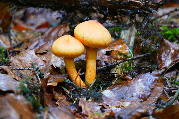 mushroom in the forest against the background of grass and forest