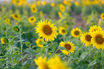 field of sunflowers