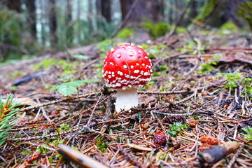 mushroom in the forest against the background of grass and forest