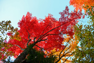 fall color trees