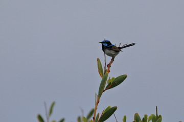 fairy wren