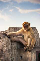 One of the famous monkeys of Gibraltar, showing it's penis. Several macaques living in the Rock Natural Reserve in Gibraltar, United Kingdom.
