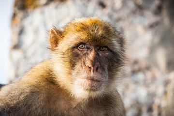 One of the famous monkeys of Gibraltar. Several macaques living in the Rock Natural Reserve in Gibraltar, United Kingdom.