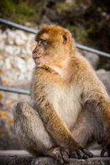One of the famous monkeys of Gibraltar. Several macaques living in the Rock Natural Reserve in Gibraltar, United Kingdom.