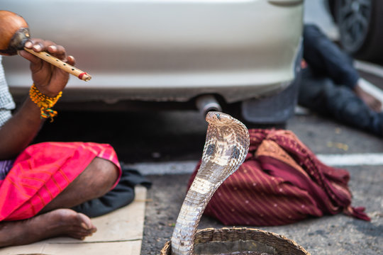 Snake charmer on streets of Colombo, Sri Lanka.