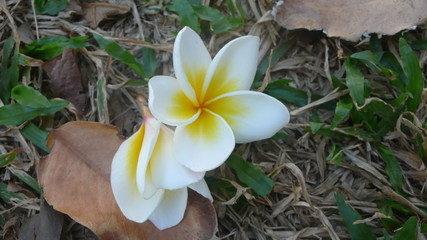 White and yellow plumeria flowers in garden