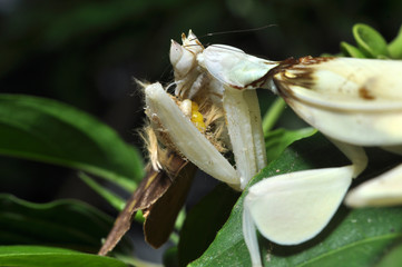 Male Orchid Mantis