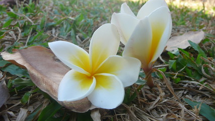 White and yellow plumeria flowers in garden