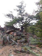 tree on a rock