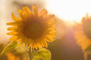 big sunflower isolated on sunshine background