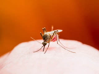 Dengue or Yellow Fever, Malaria or Zika Virus Infectious Mosquito Insect Macro on Red Background