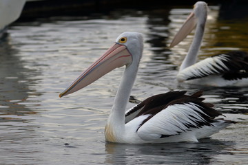 australian pelican