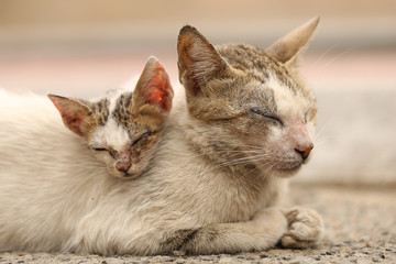 Vagrant sick cats. Homeless wild cats on dirty street in Asia 
