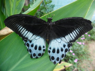 INDIAN BUTTERFLY 