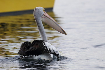 australian pelican