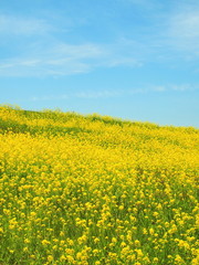 Obraz premium 菜の花咲く土手風景