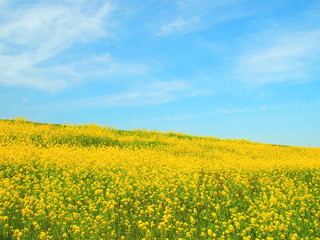 菜の花咲く土手風景
