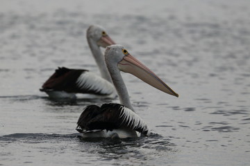 Fototapeta na wymiar australian pelican