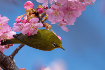 河津桜とメジロ