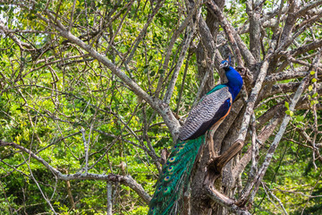 Peacock. Yala National Park. Sri Lanka.