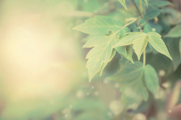 Natural spring or summer blurred background with green leaves, copy space, abstract image