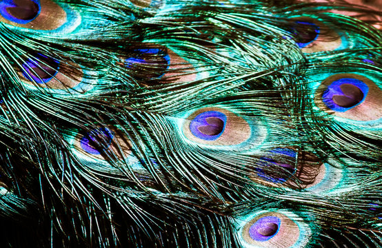 Peacock feathers background, bird wing pattern, selective focus © 5ph